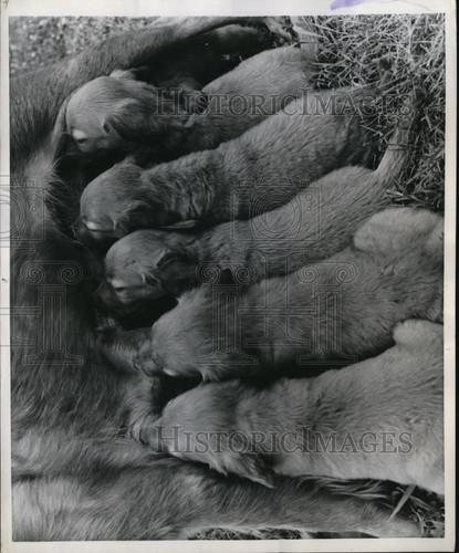 1958 press photo golden - press,